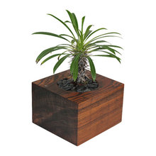 Indoor Pots and Planters