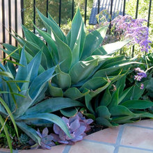 Ojai Garden