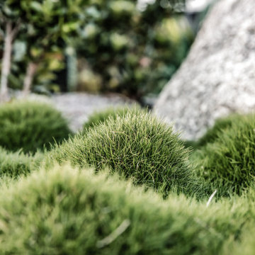 Textural Tufting Habits of Zoysia