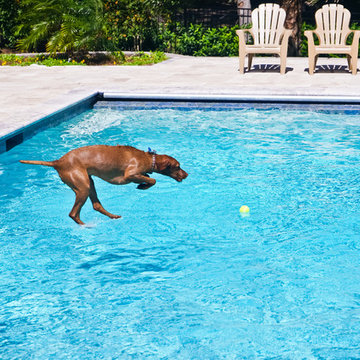 Canine Fun