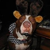 Kim DeShazo's photo