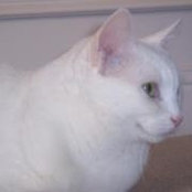 Helen Bellandi's photo