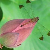Lisa Gordon's photo