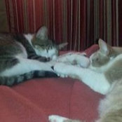 Gina Feriola's photo