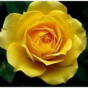 Cynthia Biggs-Lester's photo