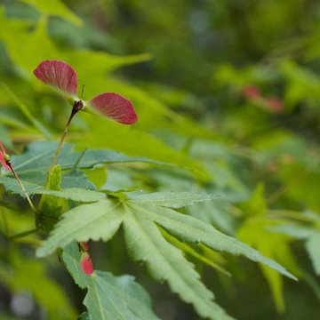 Japanese Maple Linear Mass Planting