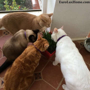 Screened-in Cat Porch or Catio