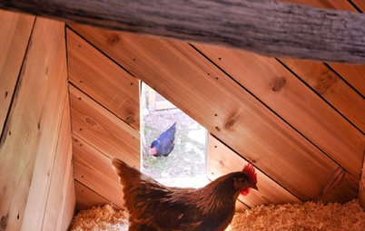 Hens Nest in Style in a Modern Nevada Coop