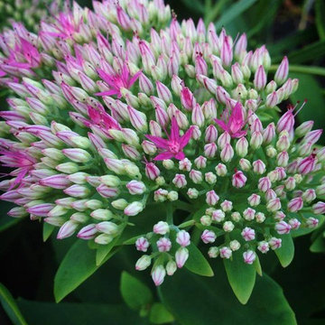 Beautiful selection of high quality perennials, trees, & shrubs!