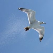 Ana Jorgacevic's photo