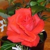 Barbara Johnson's photo