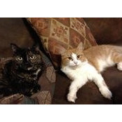 Kathleen Flanagan's photo