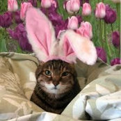 Joanne Wipfler's photo