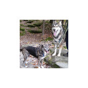 Sherry Carpenter's photo