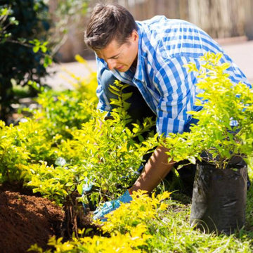San Diego Tree Removal Services