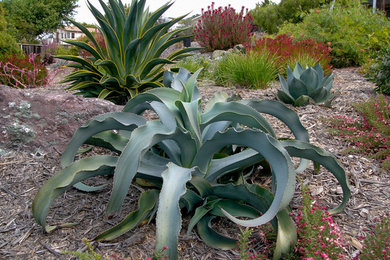 Inspiration for a mediterranean landscaping in San Luis Obispo.
