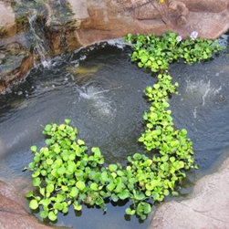 TransBLOCK Structure Form Systems | Koi Pond - Outdoor Products