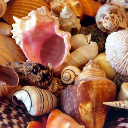 Seashell Abstraction - Artwork
