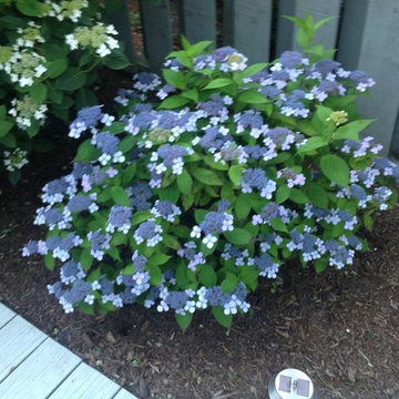 Hydrangea Festival Contest