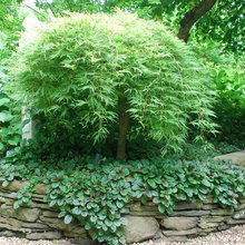 Garden - Ground Cover