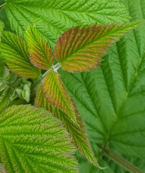 Raspberry problem - deficiency maybe?