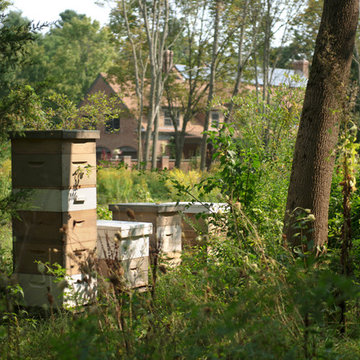 Beehives in field near ashes