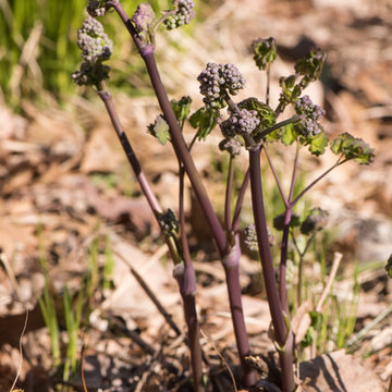 Great Design Plant: Thalictrum dioicum Thrives in Dry Shade