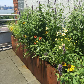 Meadow Inspired Native Grasses and Perennials