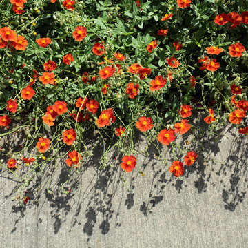 Full Sun and Herbs Front Yard