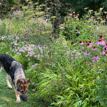 Mixed Planting Border