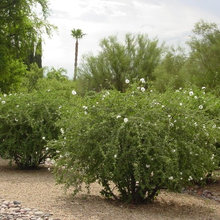 Drought Tolerant