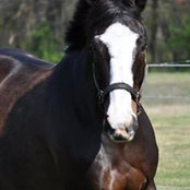 Sandi Myers's photo