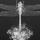 Dawn Haynes's photo