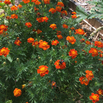 Community Gardens