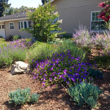 Los Altos No Lawn, Low Water