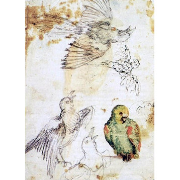 Giovanni Da Udine Study of a Parrot and Other Birds Wall Decal