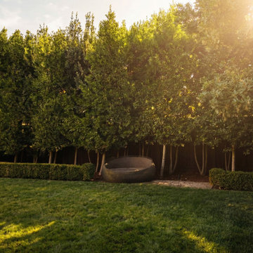 Sunset evergreen grove in Atherton backyard landscape
