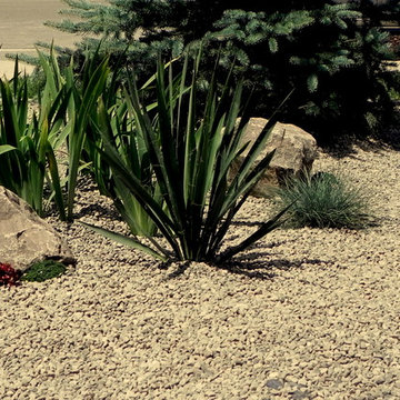 Ancaster Xeriscape