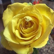Lisa Rowland's photo