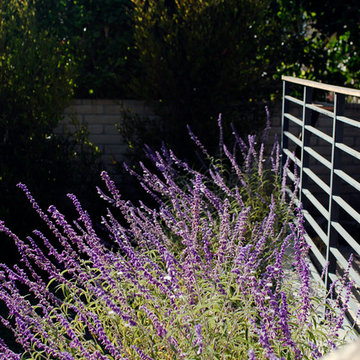 Drought Tolerant Landscape in Eagle Rock, CA