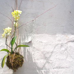 Miniture Orchid Kokedama - Products
