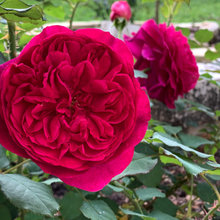 Rose - Munstead Wood