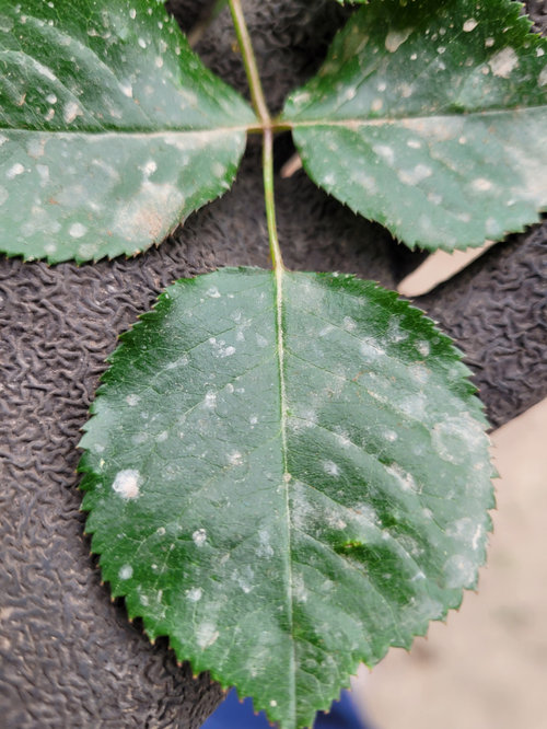 White/brown spots on roses