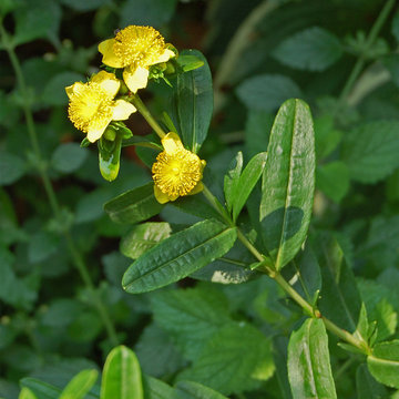 Hypericum prolificum