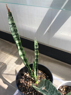 Help! Why are these sansevieria leaves curling? | Houzz Forum