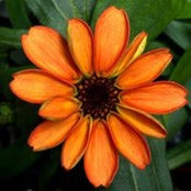 Nancy Davis's photo