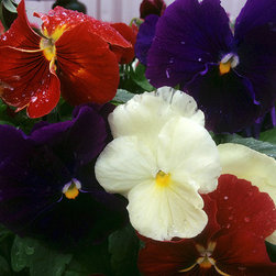 Current Featured Plants - Products