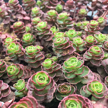 Current Featured Plants