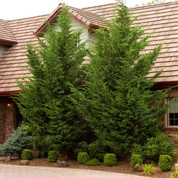 Emerald Isle&reg; Leyland Cypress - Plants
