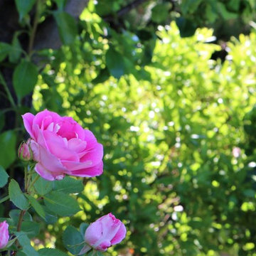 Residential Landscape Maintenance
